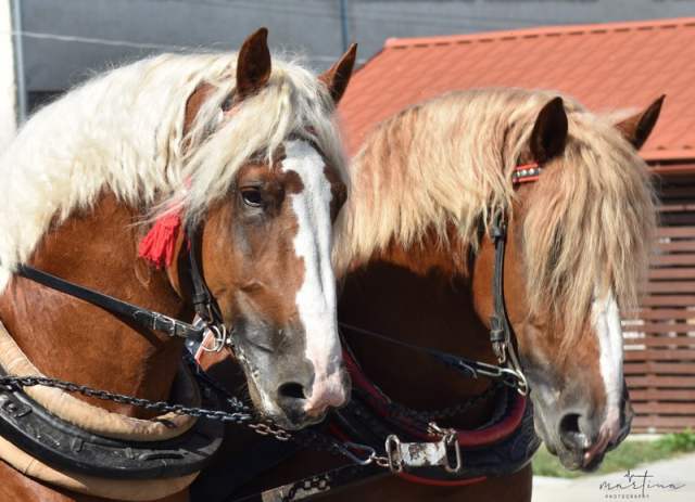 DSC_6653              a